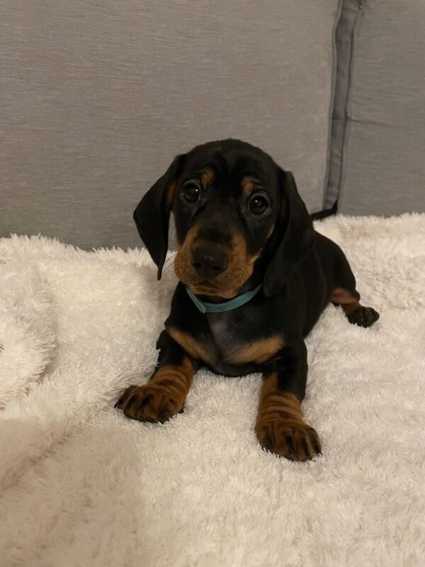 Dachshund puppies for sale in Preston, Lancashire – KC registered, 10 months old - Image 6 of 7