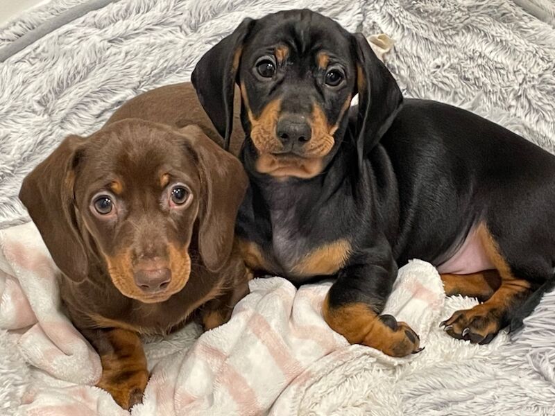 Dachshund puppies for sale in Preston, Lancashire – KC registered, 10 months old - Image 7 of 7