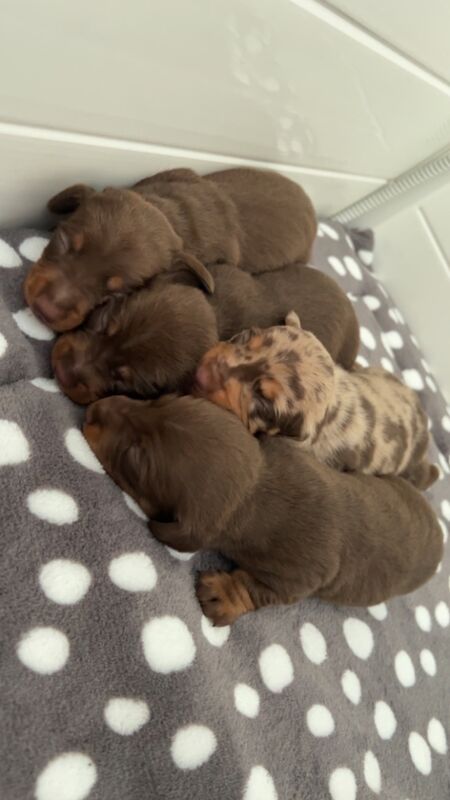 KC REG PRA clear pedigree pups for sale in Cardiff / Caerdydd, South Glamorgan | Image 2