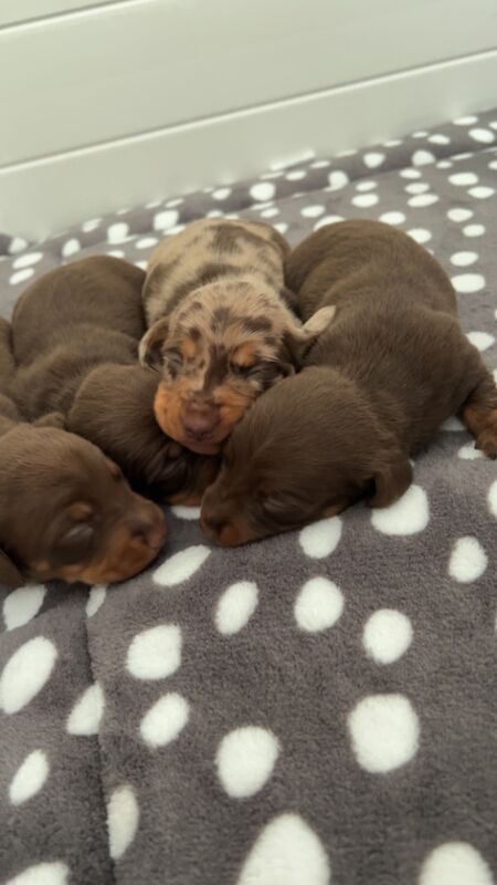KC REG PRA clear pedigree pups for sale in Cardiff / Caerdydd, South Glamorgan | Image 4