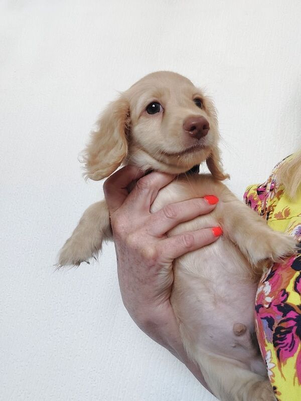 Dachshund puppies for sale in Whitefield, Greater Manchester – KC registered, 10 weeks old