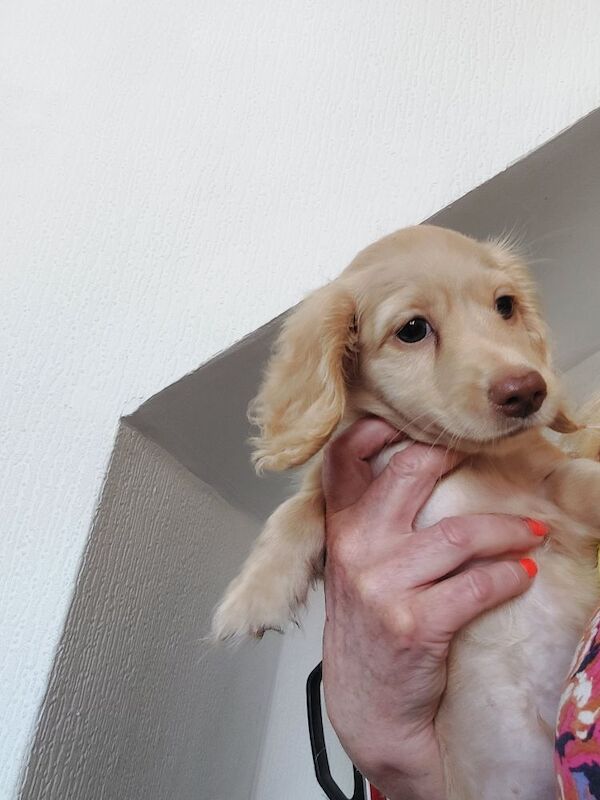 Dachshund puppies for sale in Whitefield, Greater Manchester – KC registered, 10 weeks old - Image 2 of 11