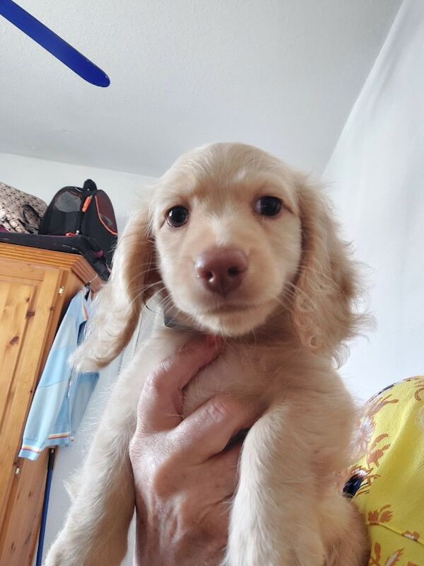 Dachshund puppies for sale in Whitefield, Greater Manchester – KC registered, 10 weeks old - Image 3 of 11
