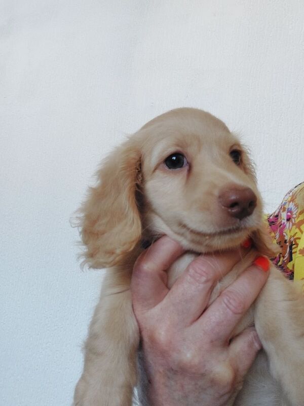 Dachshund puppies for sale in Whitefield, Greater Manchester – KC registered, 10 weeks old - Image 4 of 11