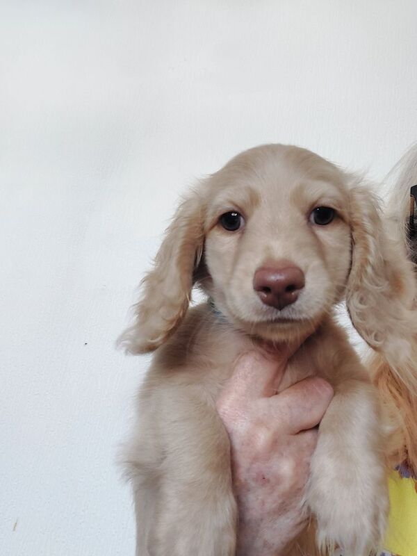 Dachshund puppies for sale in Whitefield, Greater Manchester – KC registered, 10 weeks old - Image 5 of 11