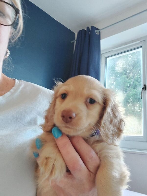 Dachshund puppies for sale in Whitefield, Greater Manchester – KC registered, 10 weeks old - Image 6 of 11