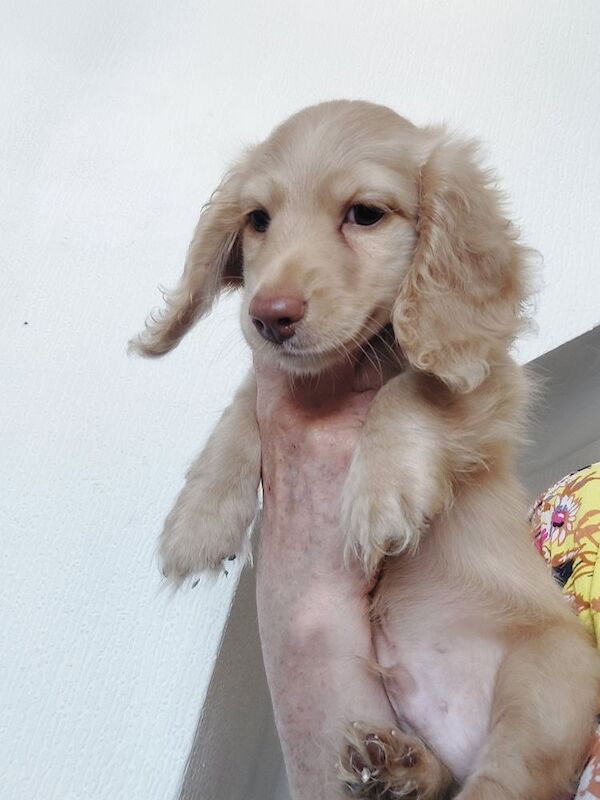 Dachshund puppies for sale in Whitefield, Greater Manchester – KC registered, 10 weeks old - Image 7 of 11