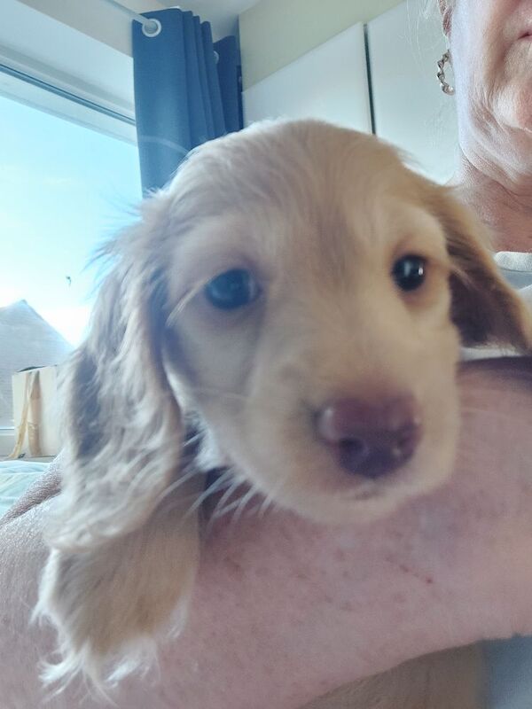 Dachshund puppies for sale in Whitefield, Greater Manchester – KC registered, 10 weeks old - Image 8 of 11