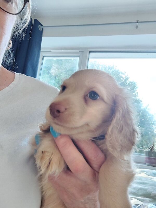 Dachshund puppies for sale in Whitefield, Greater Manchester – KC registered, 10 weeks old - Image 9 of 11