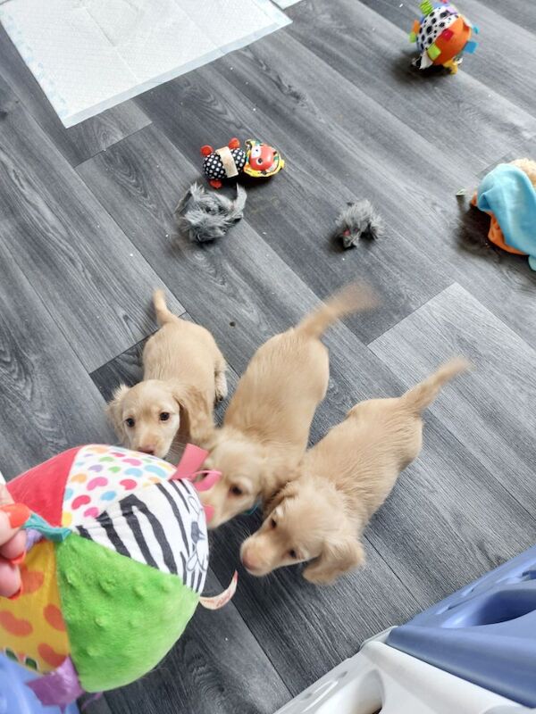 Dachshund puppies for sale in Whitefield, Greater Manchester – KC registered, 10 weeks old - Image 10 of 11