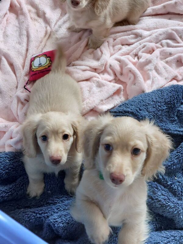 Dachshund puppies for sale in Whitefield, Greater Manchester – KC registered, 10 weeks old - Image 11 of 11