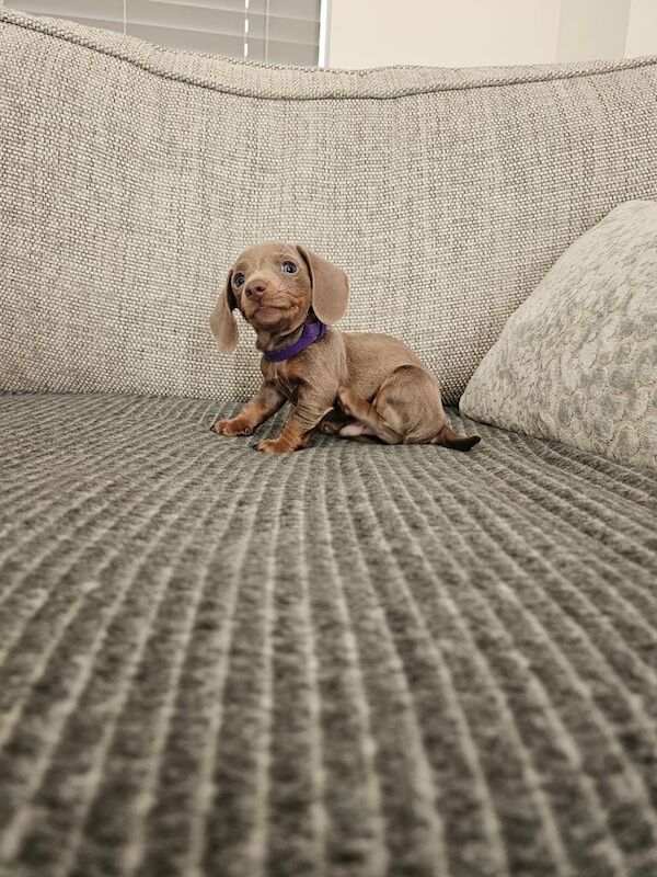 Dachshund puppies for sale in Halfway, South Yorkshire – KC registered, 7 weeks old