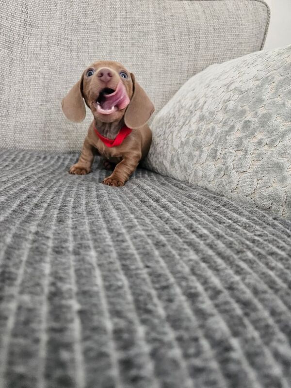 Dachshund puppies for sale in Halfway, South Yorkshire – KC registered, 9 weeks old - Image 2 of 3