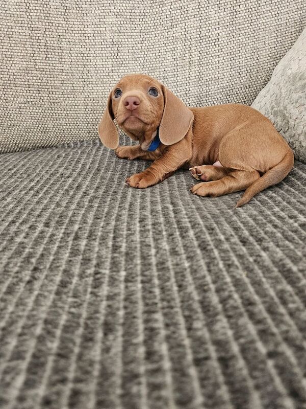 Dachshund puppies for sale in Halfway, South Yorkshire – KC registered, 9 weeks old - Image 3 of 3