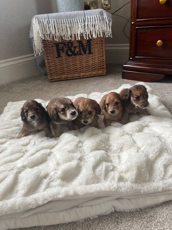 Dachshund puppies for sale in Dungannon, County Tyrone – KC registered, 4 weeks old