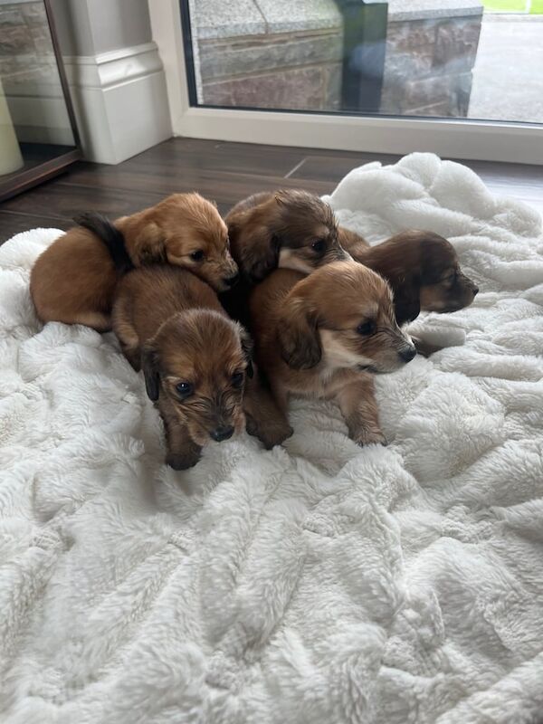 Dachshund puppies for sale in Dungannon, County Tyrone – KC registered, 7 weeks old - Image 2 of 3