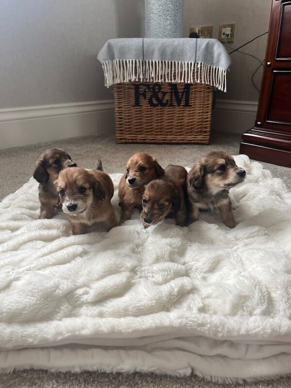 Dachshund puppies for sale in Dungannon, County Tyrone – KC registered, 7 weeks old - Image 3 of 3