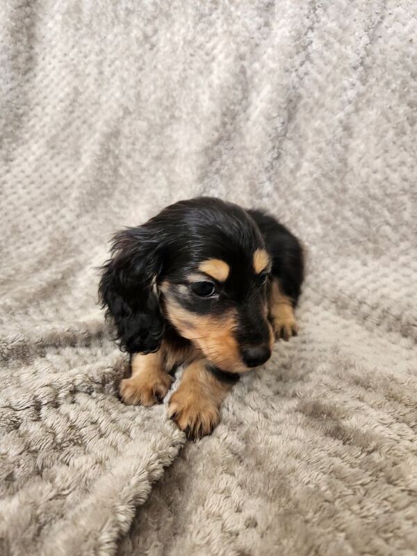 KC registered long hair boys for sale in Lancashire