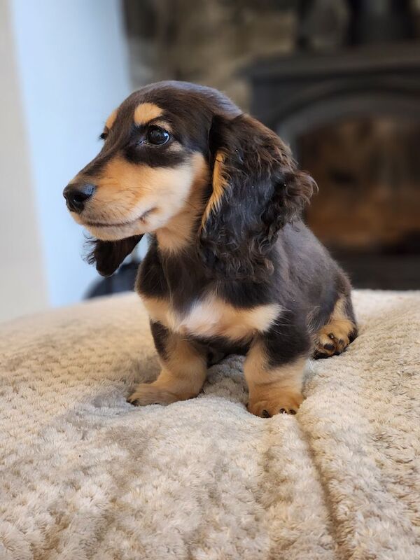 Dachshund puppies for sale in Lancashire – KC registered, 3 months old
