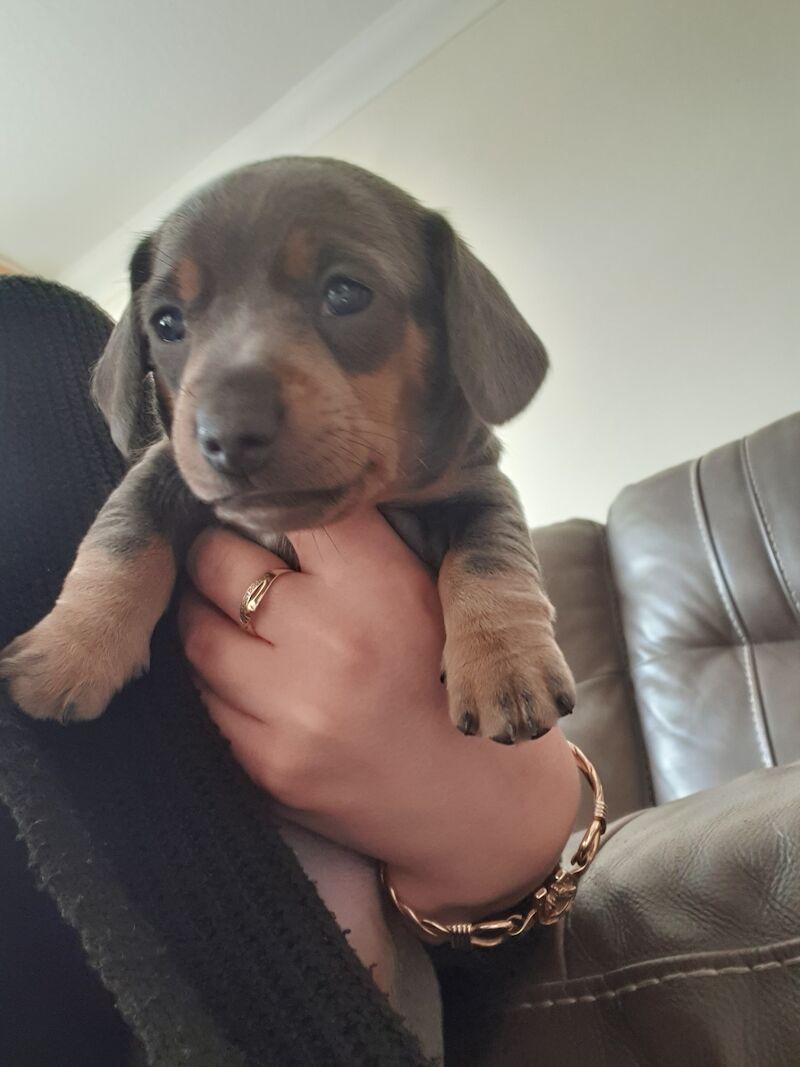 Kc registered male minature dachshund for sale in Dudley, West Midlands