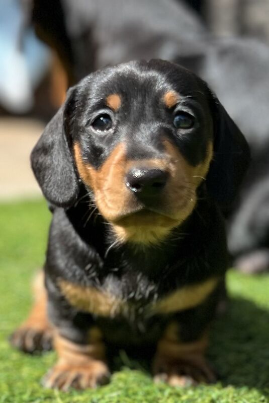 KC registered mini dachshund puppies for sale in Kirkbymoorside, North Yorkshire