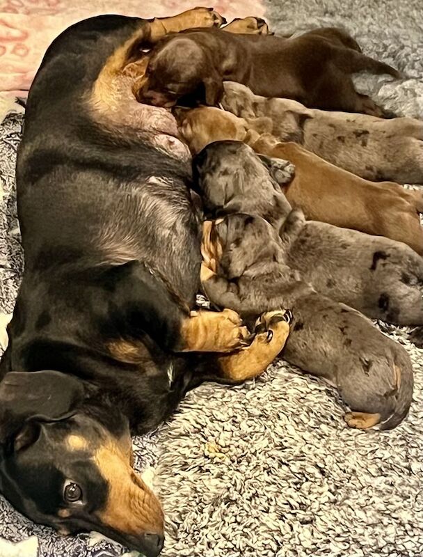 KC registered miniature dachshund for sale in Cleckheaton, West Yorkshire