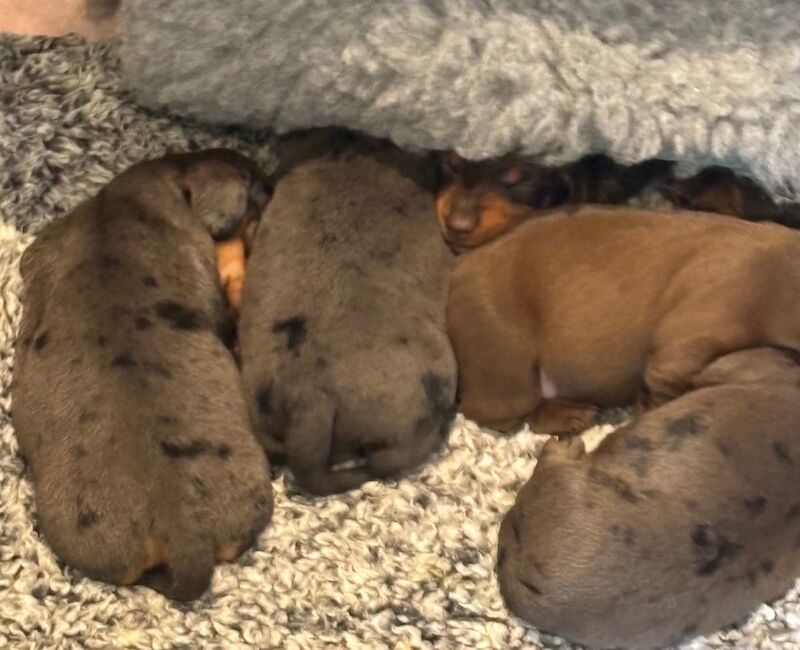 KC registered miniature dachshund for sale in Cleckheaton, West Yorkshire | Image 2
