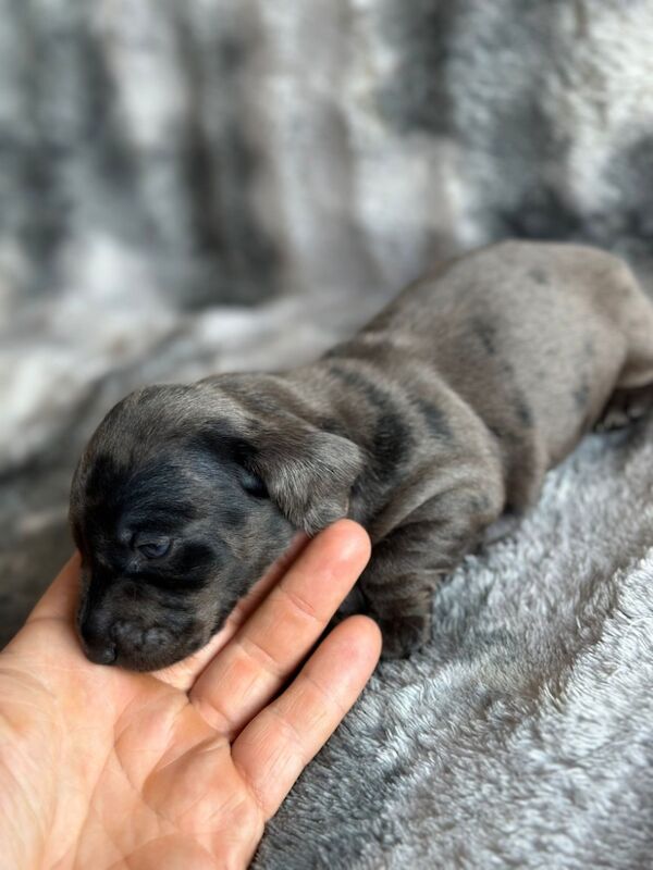 KC registered miniature dachshund for sale in Cleckheaton, West Yorkshire | Image 3