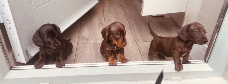 Dachshund puppies for sale in Cleckheaton, West Yorkshire – KC registered, 6 weeks old