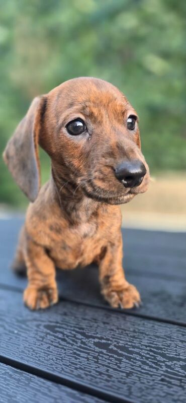 Dachshund puppies for sale in Glyn-neath / Glyn-nedd, West Glamorgan – KC registered, 8 weeks old - Image 9 of 11