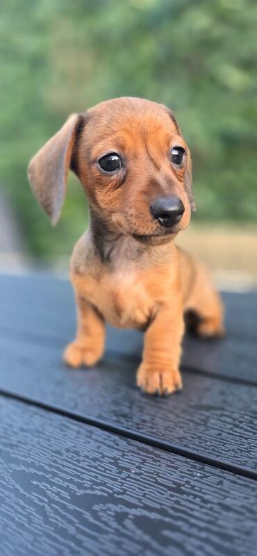 Dachshund puppies for sale in Glyn-neath / Glyn-nedd, West Glamorgan – KC registered, 8 weeks old - Image 10 of 11