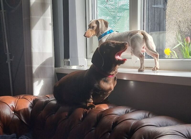 KC Registered Miniature Dachshund 2 Boys 2 Girls...