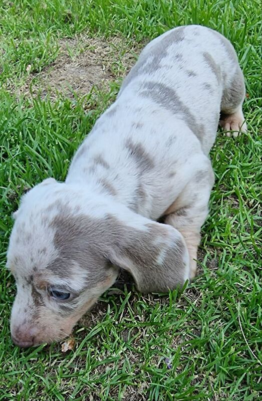 KC Registered Miniature Dachshund 2 Boys 2 Girls £1000 Each for sale in Meliden / Gallt, Clwyd | Image 3