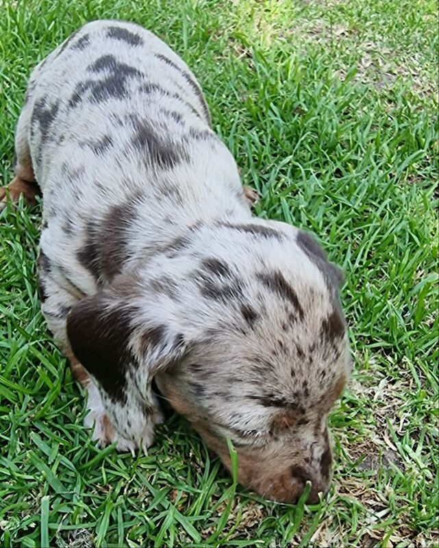 KC Registered Miniature Dachshund 2 Boys 2 Girls £1000 Each for sale in Meliden / Gallt, Clwyd | Image 4
