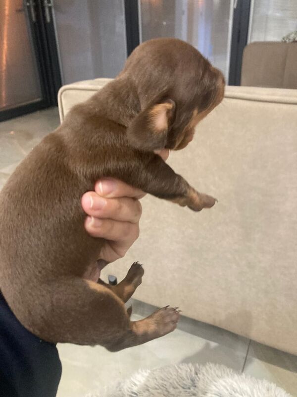 KC registered miniature dachshund for sale in Hirwaun, Mid Glamorgan | Image 2