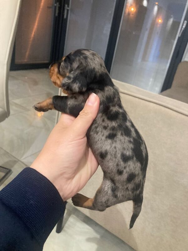 KC registered miniature dachshund for sale in Hirwaun, Mid Glamorgan | Image 3