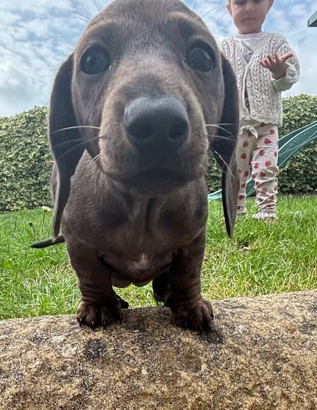 Dachshund puppies for sale in Cleckheaton, West Yorkshire – KC registered, 8 weeks old