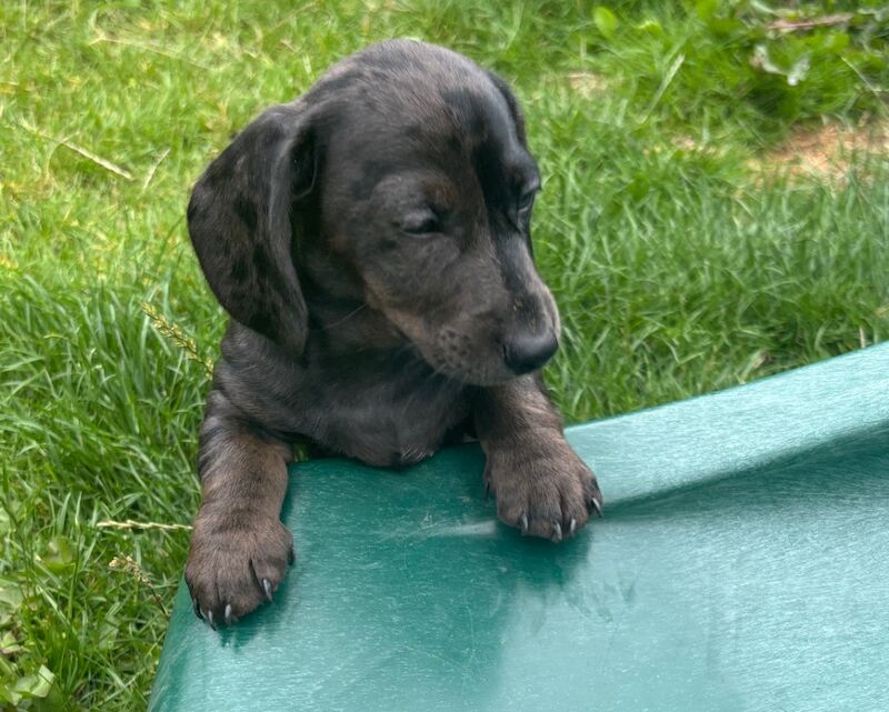 Dachshund puppies for sale in Cleckheaton, West Yorkshire – KC registered, 9 weeks old - Image 2 of 15