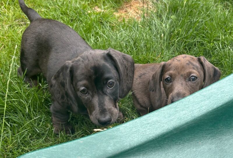 Dachshund puppies for sale in Cleckheaton, West Yorkshire – KC registered, 9 weeks old - Image 3 of 15