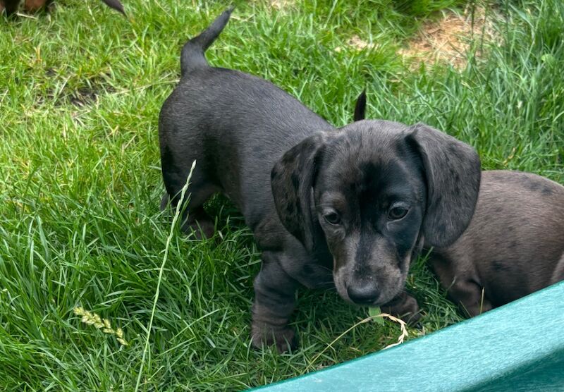 Dachshund puppies for sale in Cleckheaton, West Yorkshire – KC registered, 9 weeks old - Image 4 of 15