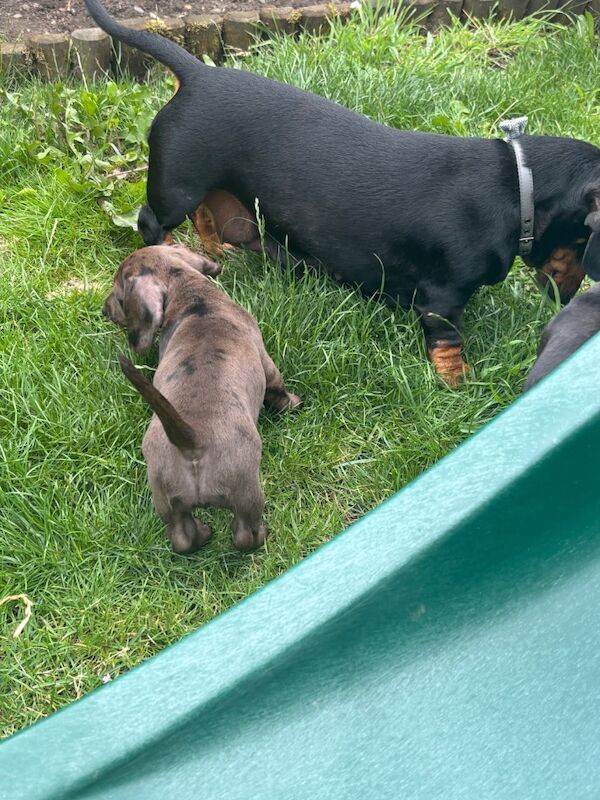 Dachshund puppies for sale in Cleckheaton, West Yorkshire – KC registered, 9 weeks old - Image 5 of 15