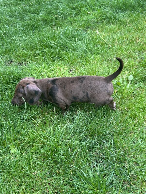 Dachshund puppies for sale in Cleckheaton, West Yorkshire – KC registered, 9 weeks old - Image 6 of 15