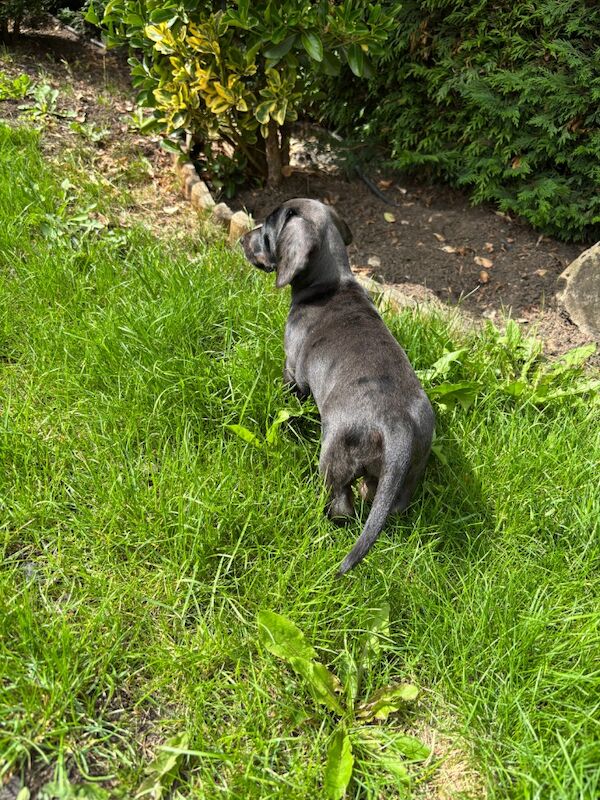 Dachshund puppies for sale in Cleckheaton, West Yorkshire – KC registered, 9 weeks old - Image 7 of 15