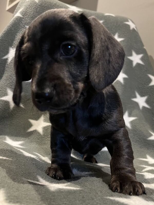 Dachshund puppies for sale in Cleckheaton, West Yorkshire – KC registered, 9 weeks old - Image 8 of 15