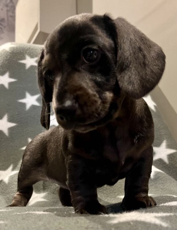 Dachshund puppies for sale in Cleckheaton, West Yorkshire – KC registered, 9 weeks old - Image 9 of 15