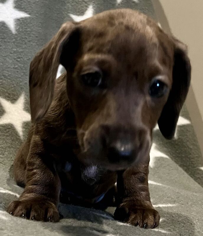 Dachshund puppies for sale in Cleckheaton, West Yorkshire – KC registered, 9 weeks old - Image 10 of 15
