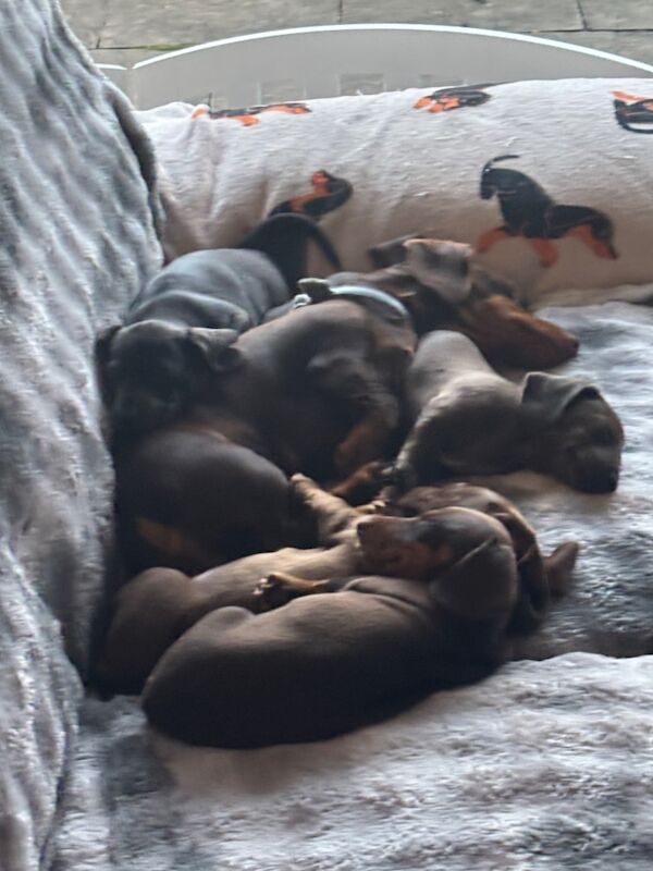 Dachshund puppies for sale in Cleckheaton, West Yorkshire – KC registered, 9 weeks old - Image 12 of 15