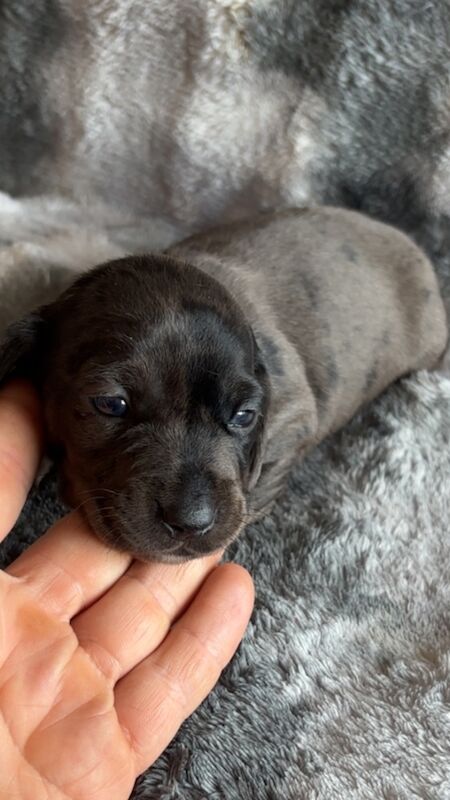 Dachshund puppies for sale in Cleckheaton, West Yorkshire – KC registered, 9 weeks old - Image 13 of 15