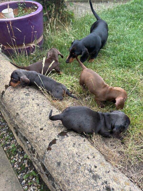 Dachshund puppies for sale in Cleckheaton, West Yorkshire – KC registered, 9 weeks old - Image 15 of 15