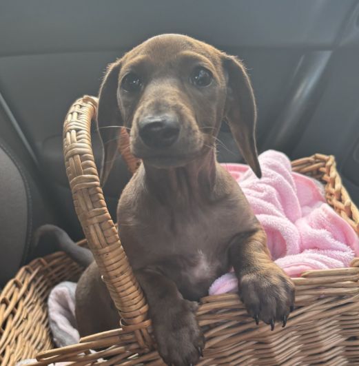 Dachshund puppies for sale in Cleckheaton, West Yorkshire – KC registered, 12 weeks old - Image 13 of 15
